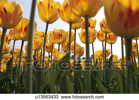 Stock Image - Tulip. Fotosearch