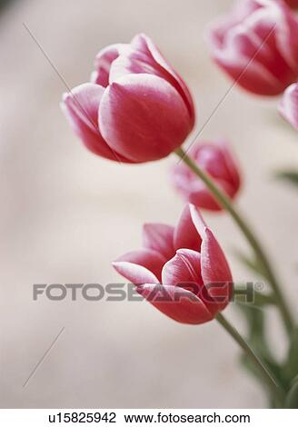 Stock Image - Tulip. Fotosearch