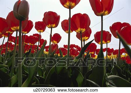 Stock Image - Tulip. Fotosearch