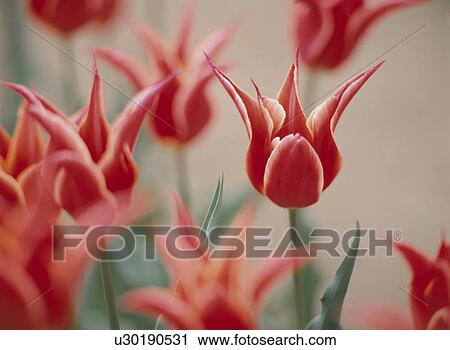 Tulip View Large Photo Image Stock Image - Tulip. Fotosearch