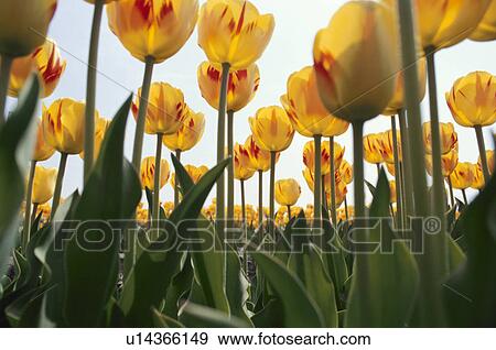 Stock Photo - Tulip. Fotosearch