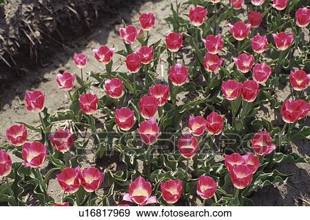 Tulip View Large Photo Image Stock Photo - Tulip. Fotosearch
