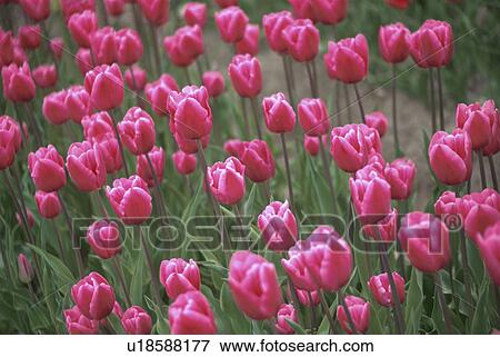 Stock Photo - Tulip. Fotosearch