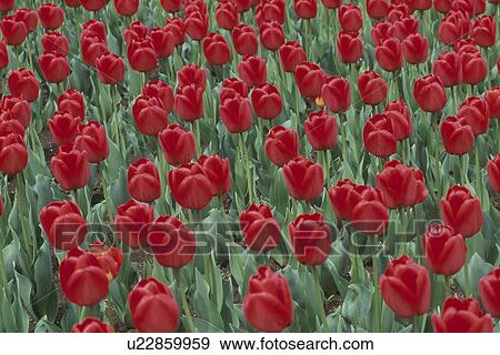 Stock Photo - Tulip. Fotosearch
