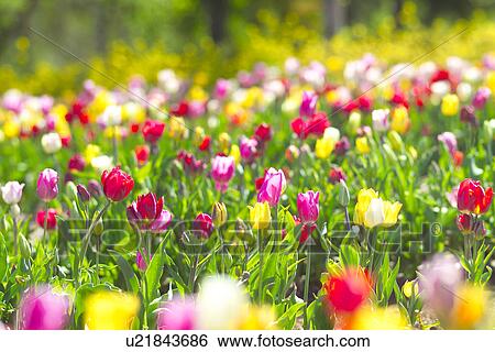 Stock Photograph - Tulip. Fotosearch