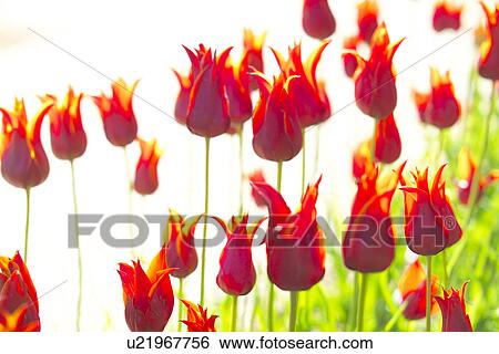 Tulip View Large Photo Image Stock Photograph - Tulip. Fotosearch