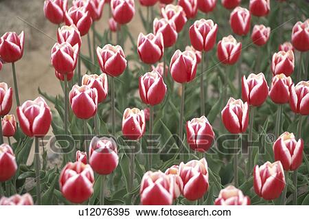 Tulip View Large Photo Image Stock Photography - Tulip. Fotosearch