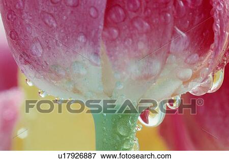 Stock Photo - Water Droplets On Tulip. Fotosearch