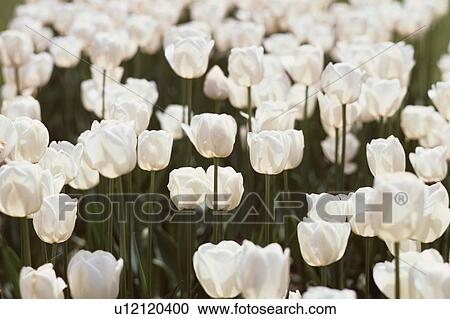 Stock Image - White Tulips. Fotosearch