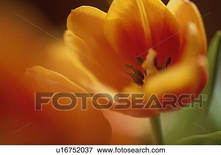 Yellow Tulip View Large Photo Image Stock Photo - Yellow Tulip. Fotosearch