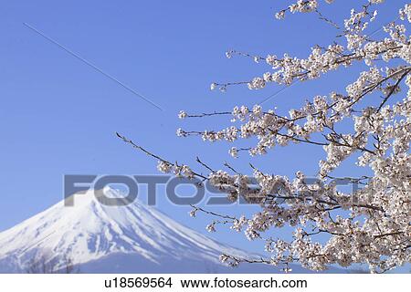 Picture - Cherry Blossom. Fotosearch