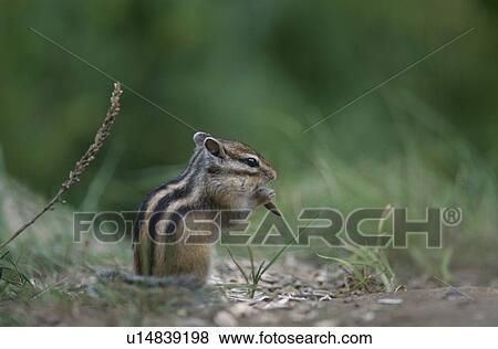 Stock Photo - Chipmunk. Fotosearch