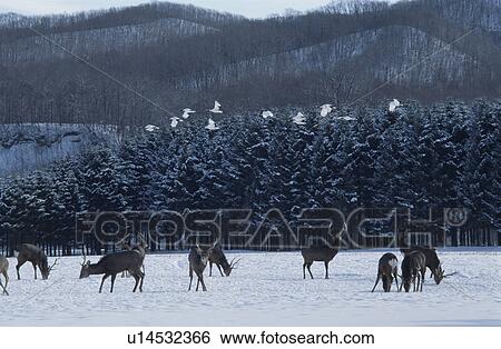 Stock Photograph - Deer And A Japanese Crane. Fotosearch