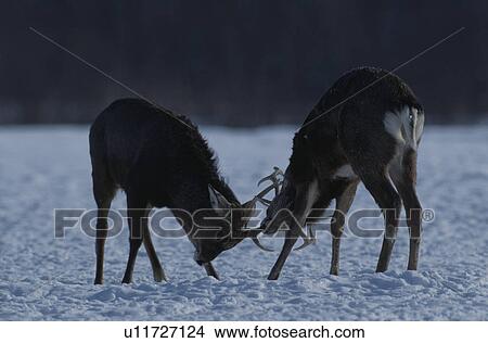 Deer View Large Photo Image Picture - Deer. Fotosearch