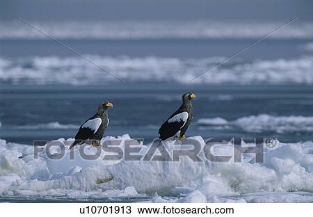Stock Image - Eagle. Fotosearch