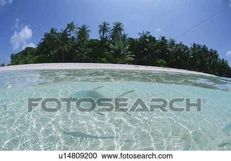 Stock Image - Fish From Half-Underwater. Fotosearch