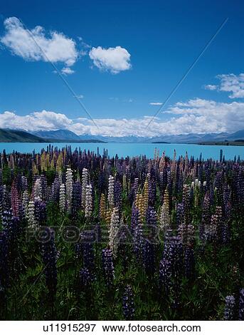 Flowers By Lake View Large Photo Image Stock Photo - Flowers By Lake. Fotosearch