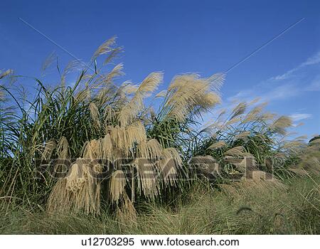Stock Photography - Japanese Pampas Grass. Fotosearch