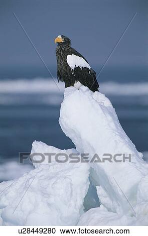 Stock Image - Steller'S Sea Eagle. Fotosearch