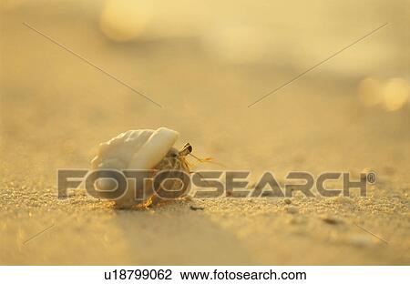 The Hermit Crab On The Beach View Large Photo Image Stock Image - The Hermit Crab On The Beach. Fotosearch