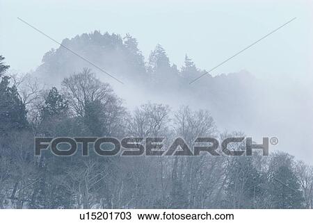 Trees In Mist View Large Photo Image Stock Image - Trees In Mist. Fotosearch