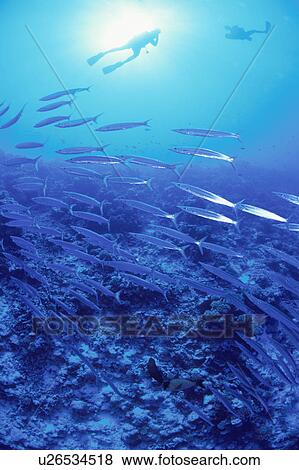 A Diver And Bala Cooder View Large Photo Image Stock Photo - A Diver And Bala Cooder. Fotosearch