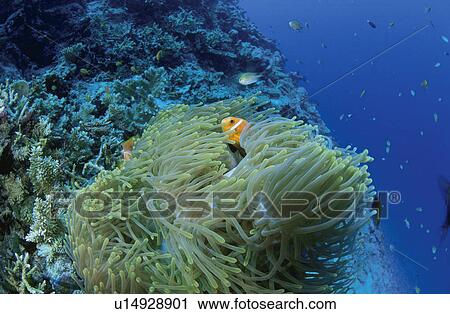 A Sea Anemone And A Bear Flea View Large Photo Image Stock Image - A Sea Anemone And A Bear Flea. Fotosearch