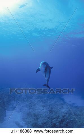 Stock Photo - Bottlenose Dolphins. Fotosearch
