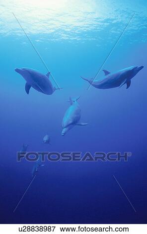 Bottlenose Dolphins View Large Photo Image Stock Photo - Bottlenose Dolphins. Fotosearch
