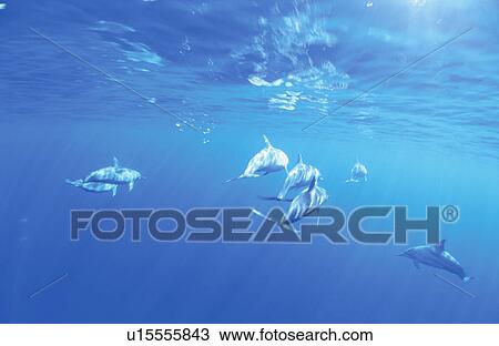 Stock Image - Dolphin. Fotosearch