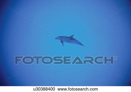 Dolphin View Large Photo Image Stock Image - Dolphin. Fotosearch