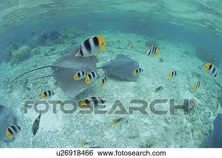 Fish And Sting Rey View Large Photo Image Stock Photograph - Fish And Sting Rey. Fotosearch