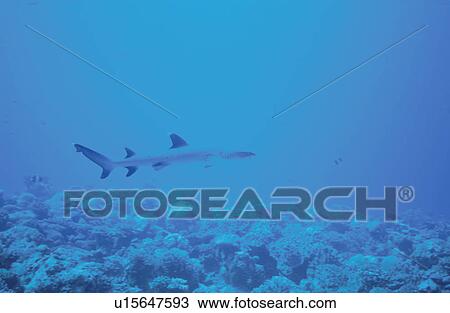 Fish View Large Photo Image Stock Image - Fish. Fotosearch