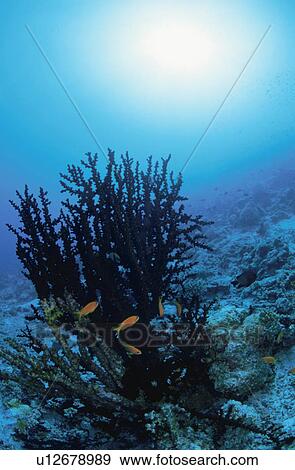 Stock Photo - Fish. Fotosearch