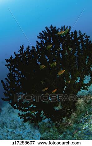 Stock Photo - Fish. Fotosearch