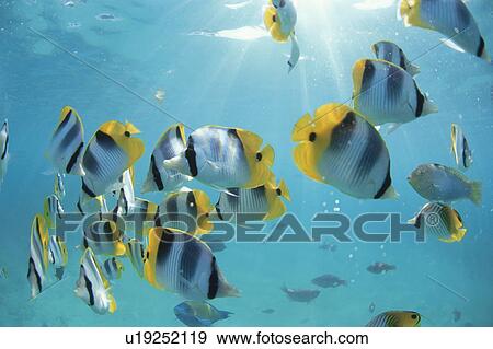 Stock Photo - Fish. Fotosearch