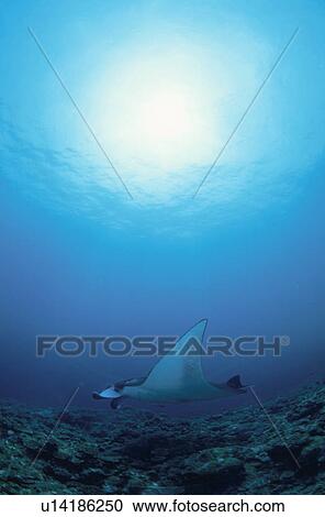 Stock Image - Giant Manta Rays. Fotosearch