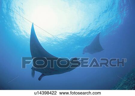 Stock Image - Giant Manta Rays. Fotosearch