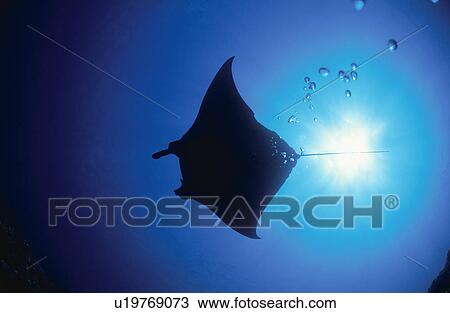 Giant Manta Rays View Large Photo Image Stock Image - Giant Manta Rays. Fotosearch