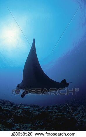 Giant Manta Rays View Large Photo Image Stock Image - Giant Manta Rays. Fotosearch