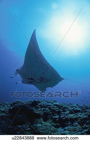 Stock Photo - Giant Manta Rays. Fotosearch
