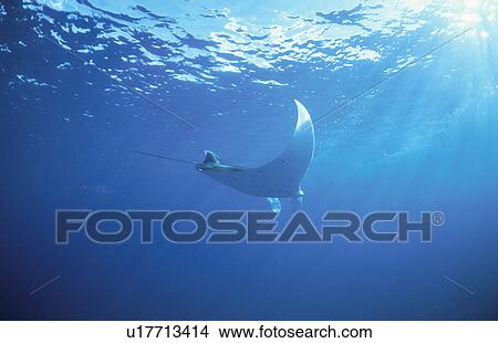 Ray View Large Photo Image Picture - Ray. Fotosearch