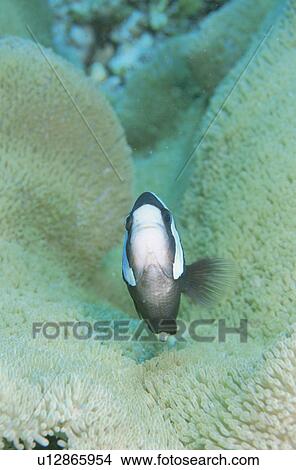 Picture - Sea Anemone Bear Flea. Fotosearch
