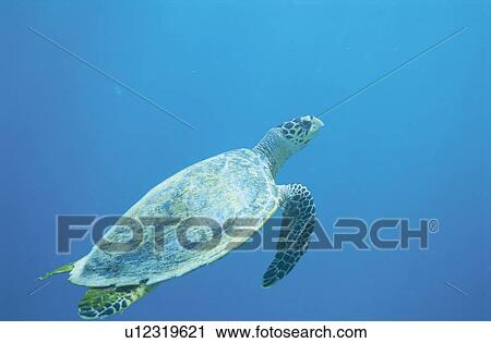 Stock Image - Sea Turtle. Fotosearch