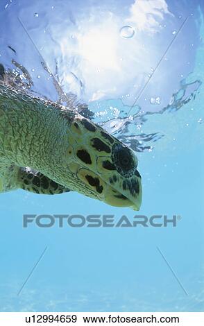 Stock Photo - Sea Turtle. Fotosearch
