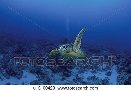 Stock Photo - Sea Turtle. Fotosearch
