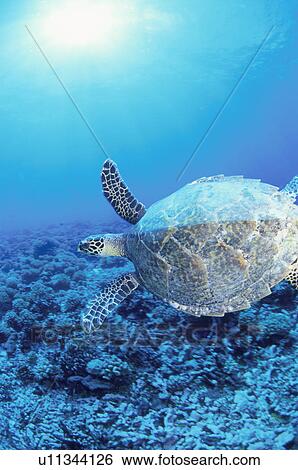 Stock Photograph - Sea Turtle. Fotosearch