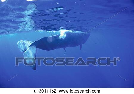 Stock Image - Sperm Whale. Fotosearch