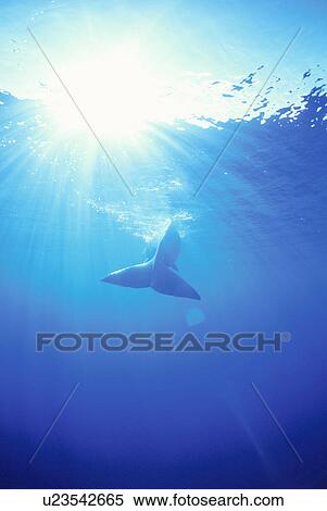 Stock Photography - Sperm Whale. Fotosearch