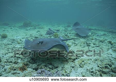 Stock Image - Sting Rey Who Swims In The Seabed. Fotosearch